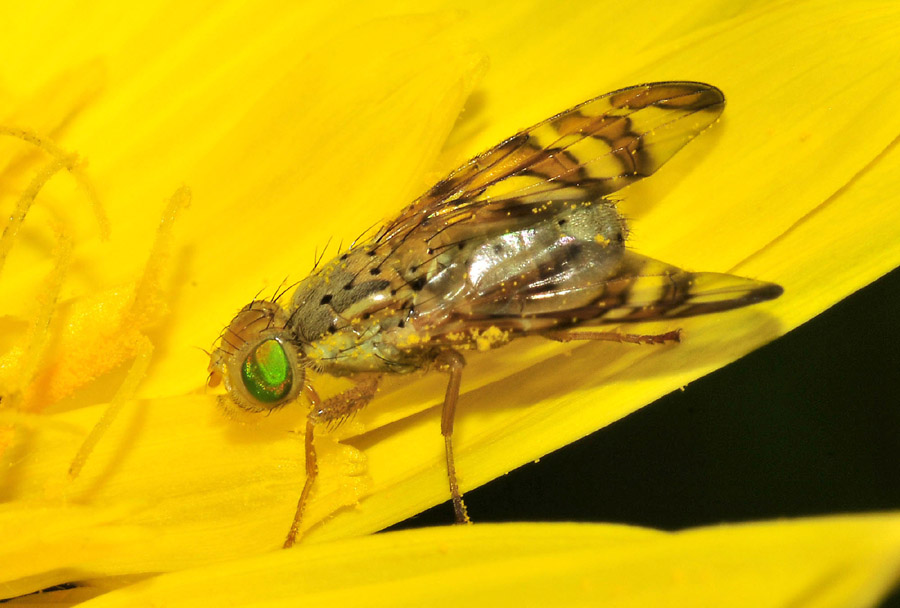 Thephitidae: Maschio di Orellia sp.
